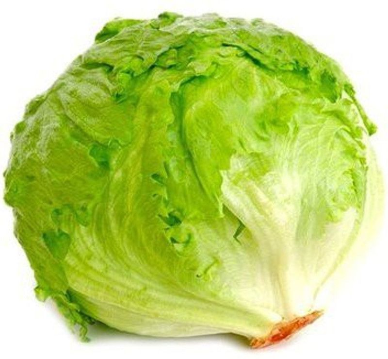 Nodoc Lettuce Ice burg Seed  (14 per packet)