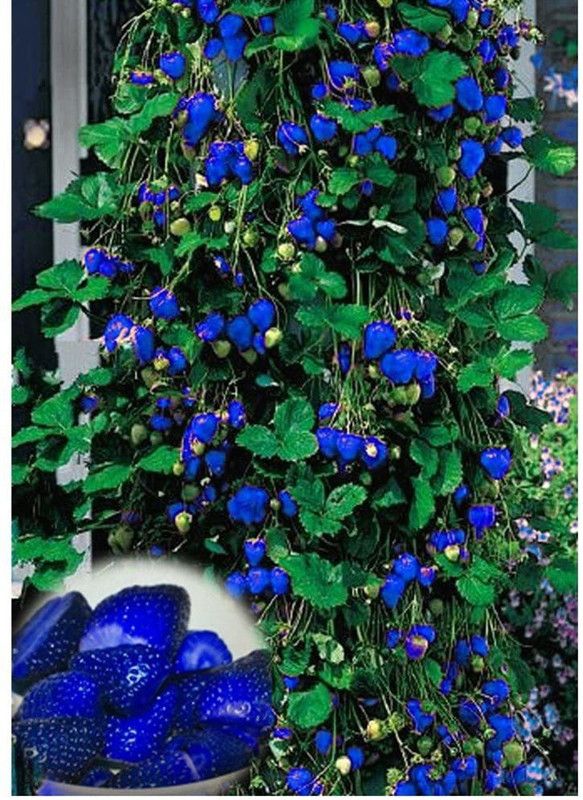 WILLVINE Rare Blue Strawberry Fruit Seeds Bonsai Edible Seed  (100 per packet)