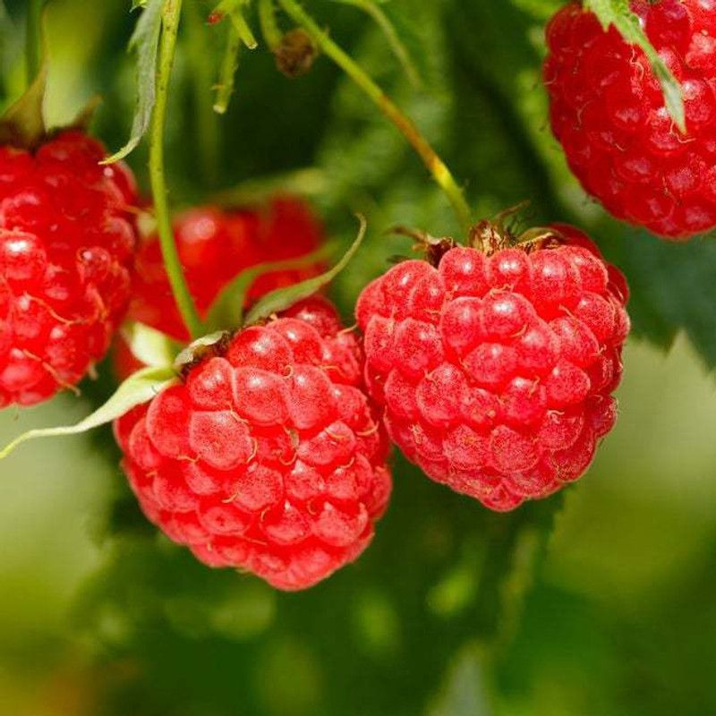 XOLDA Raspberry Hybrid Fruit Seed  (56 per packet)