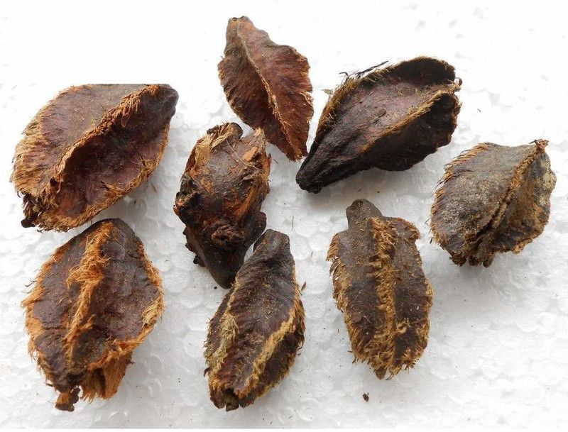 Ayansh Plants Arjun Tree Seed  (100 per packet)