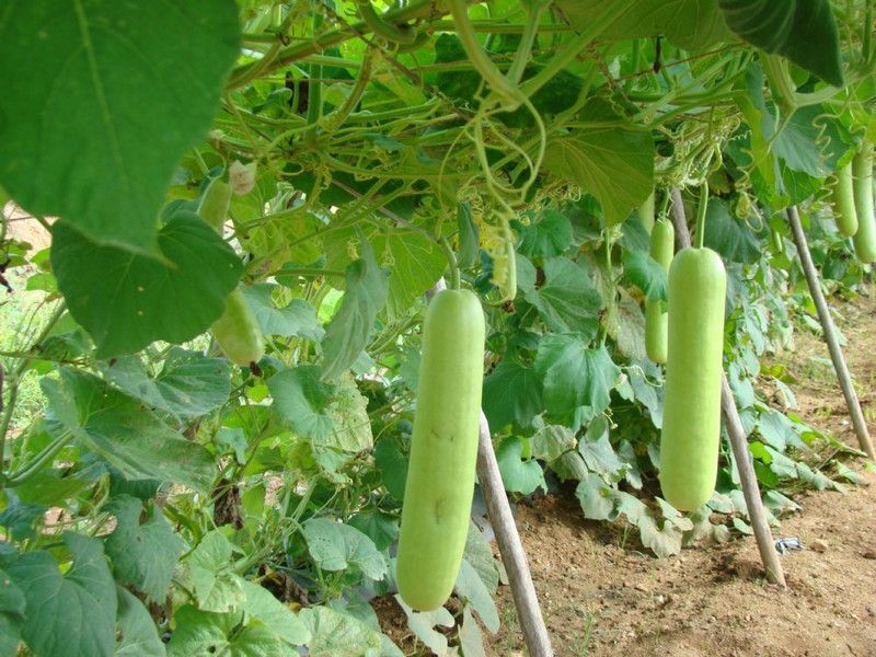 UGRA Bottle Gourd Seed  (80 per packet)