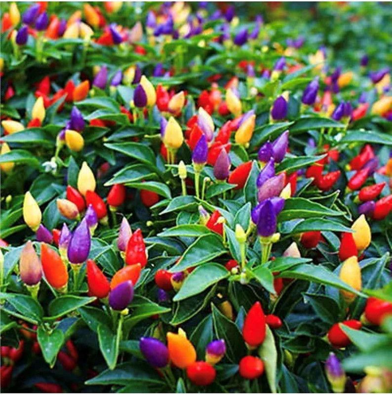 WILLVINE Bolivian Rainbow Chilli, Hot and Ornamental Pepper Seed  (500 per packet)