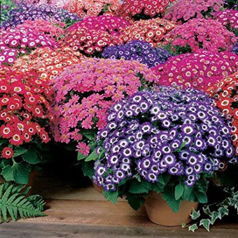 Mozette cineraria Flower Seed  (27 per packet)