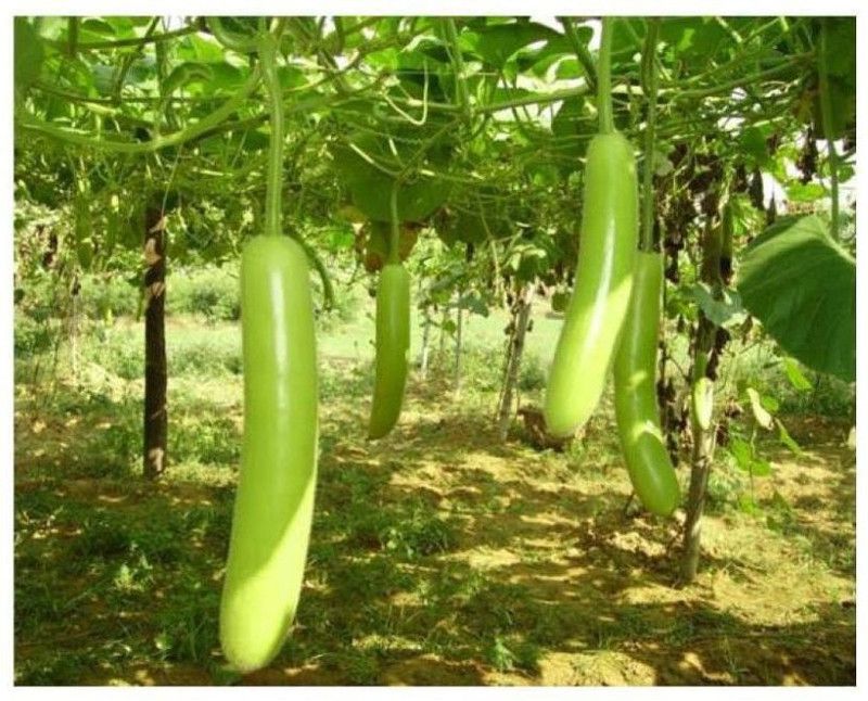 UGRA Lauki Bottle Gourd Seed  (30 per packet)