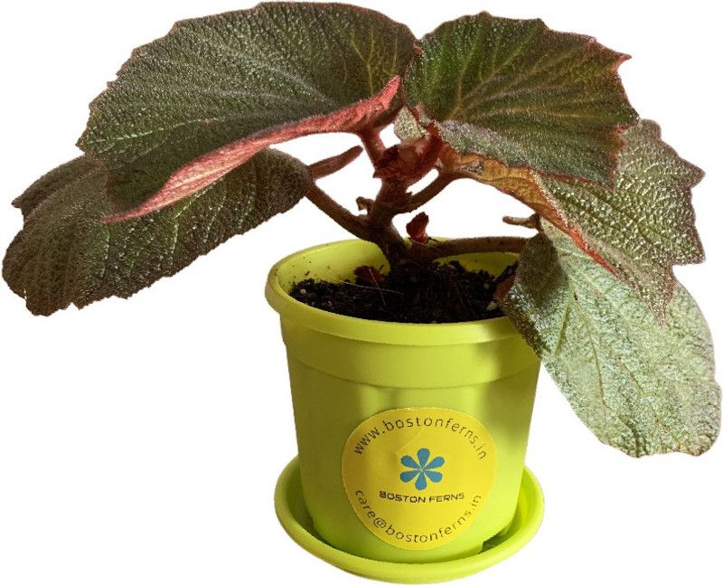BOSTONFERNS Begonia Vanusta Plant  (Hybrid, Pack of 1)