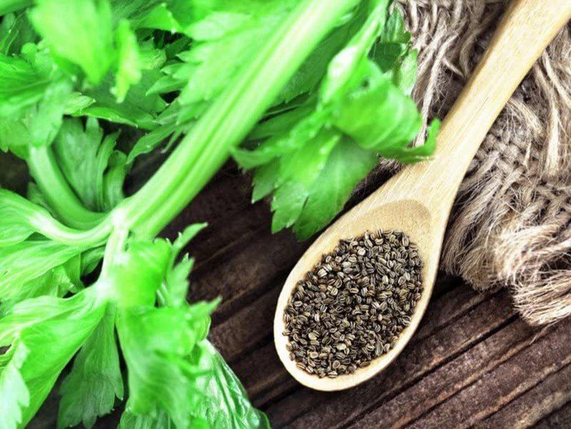 VibeX ® RXI-91 Rooted Celery Knob Seeds Seed  (500 per packet)