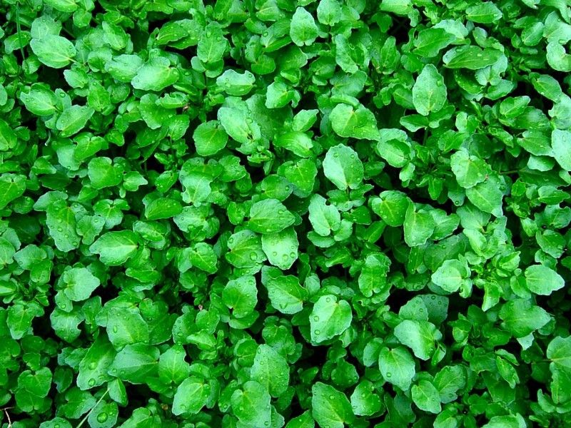 Mozette Watercress Seed  (15 per packet)