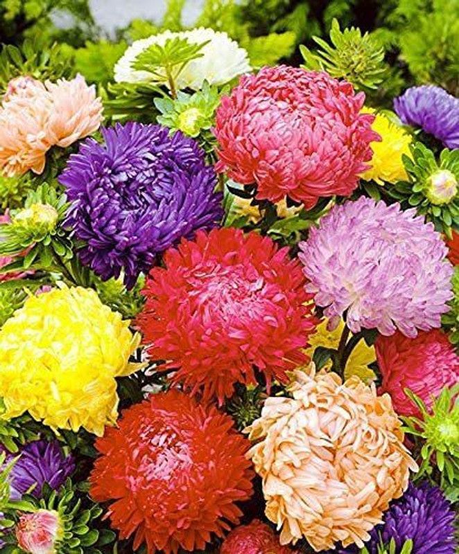 KANAYA Aster" Duchess Mixed" Hybrid Seed  (80 per packet)