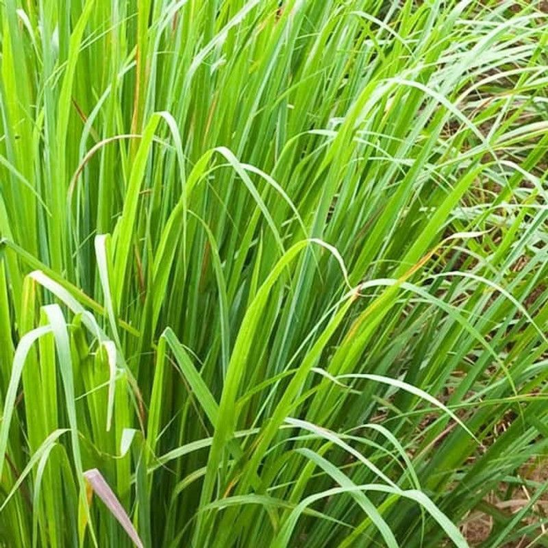 XOLDA Organic lemon grass herb Seed  (27 per packet)