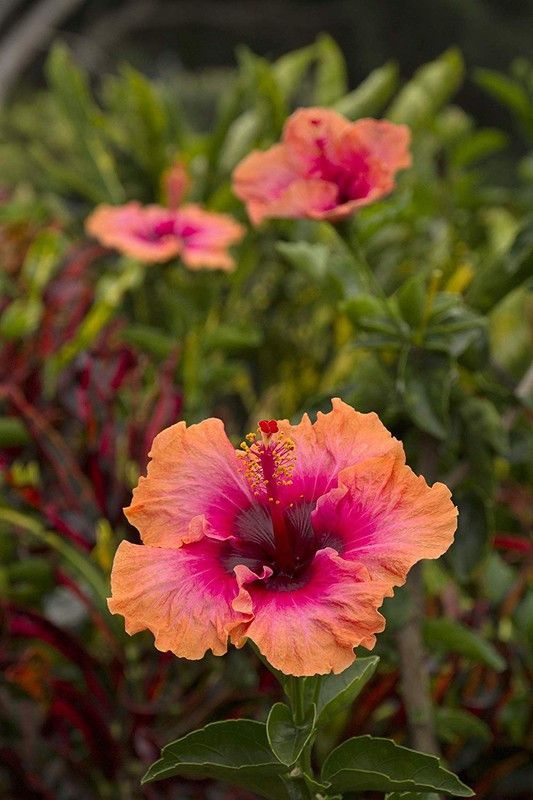 Vijay Sales Annona Reticulata/Bullock's Heart Plant  (Hybrid, Pack of 1)