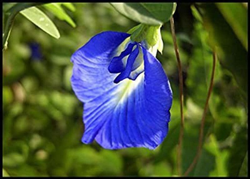 ONLINE PLANT BAZAR Aparajita/ Butterfly Pea Plant  (Hybrid, Pack of 1)