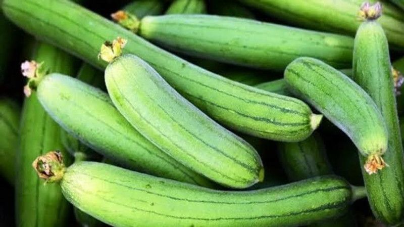 UGRA SPONGE GOURD - TORI Seed  (100 per packet)
