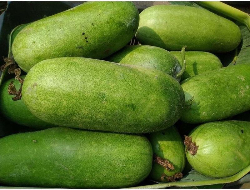 Mozette Hybrid Ash gourd Seed  (55 per packet)