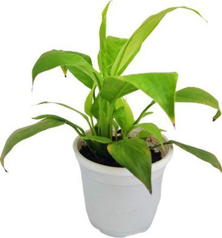 Indian Flora Lily Plant  (Pack of 1)