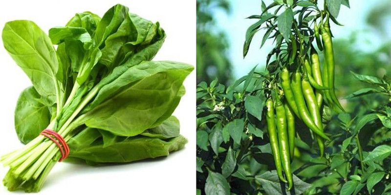 xcentax Chilli seed, Spinach Seed  (20 per packet)