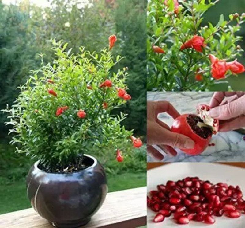 Chalisa Pomegranate, Anaar Seed  (38 per packet)