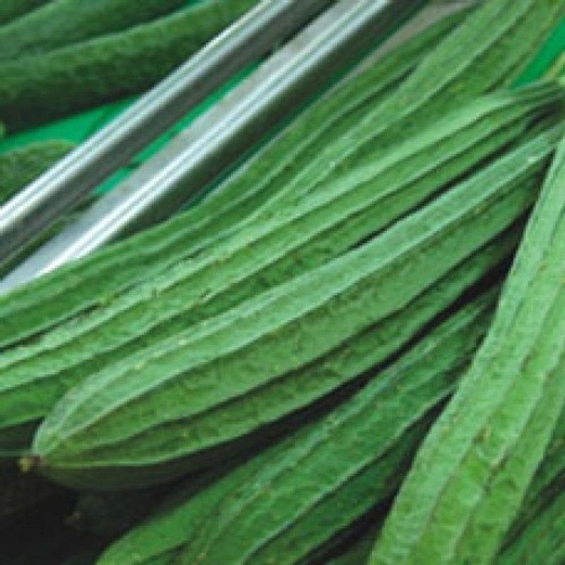 Mozette Hybrid ridge gourd Seed  (50 per packet)