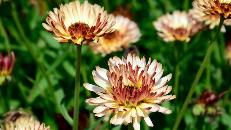 Mozette Exotic calendula Seed  (37 per packet)