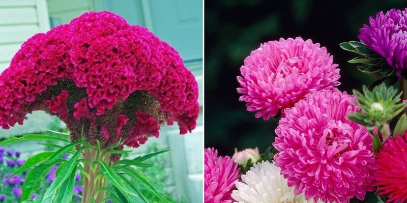 xcentax Cockscomb, Aster Seed  (20 per packet)