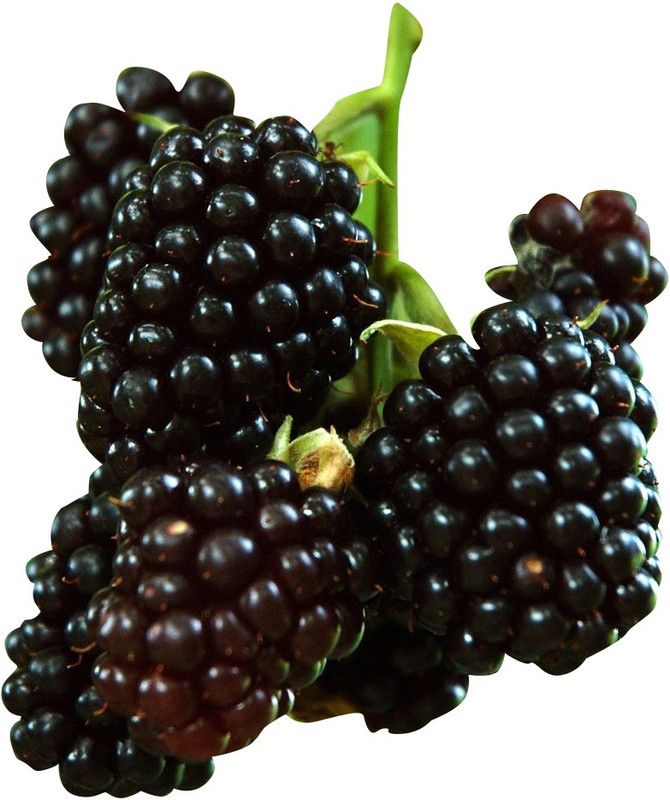 Redoak Rare Black Raspberry Seed  (50 per packet)