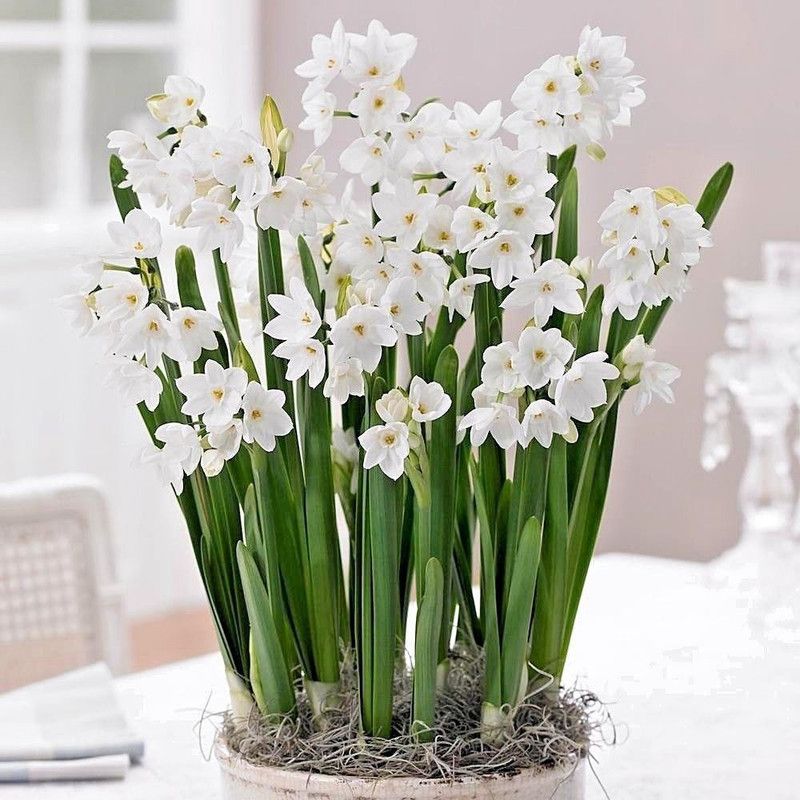Srushtitraders Narcissus - Bulbs- flower bulb Seed  (100 per packet)