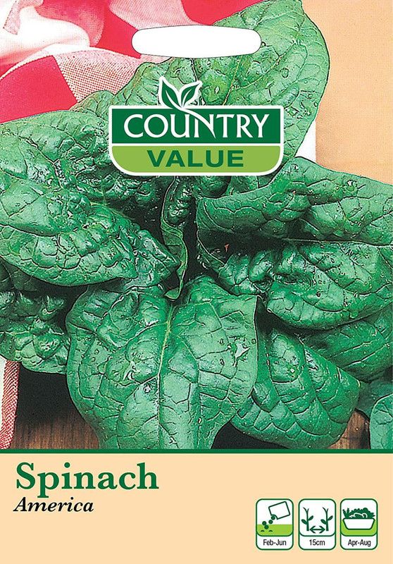 WILLVINE Spinach Seeds America Seed  (200 per packet)