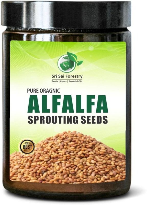 SRI SAI FORESTRY Organic Alfalfa Sprouting Seeds, Perfect for Sprouting & Microgreens Seed  (1000 per packet)