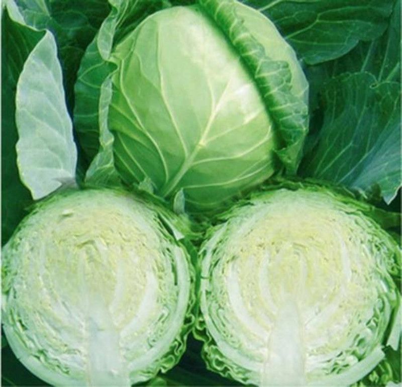 MAA Cabbage Seed  (220 per packet)