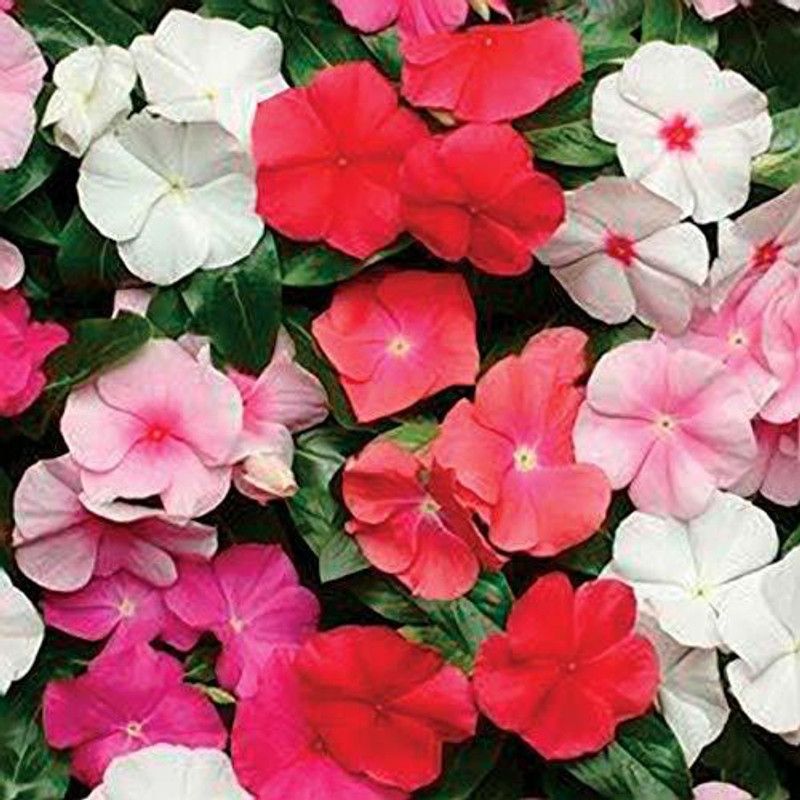 KANAYA Vinca/sadabahar Mixed Color Hybrid Flower Seed  (28 per packet)