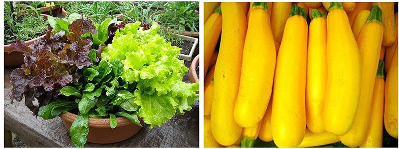 GREENBAAG Lettuce Leaves Seed  (160 per packet)