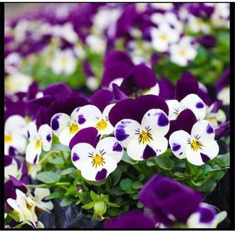 CYBEXIS Exotic Hardy Perennial Flower Seeds, Seed  (1 g)