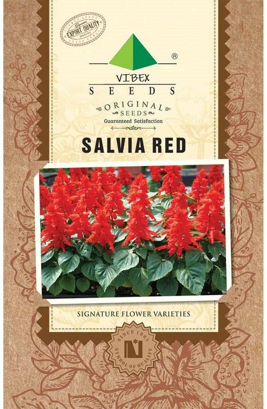 CYBEXIS Salvia Salvano Flower Seeds Seed  (50 per packet)