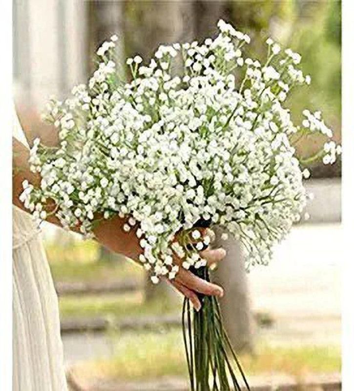 Aro Gypsophila Seed  (143 per packet)
