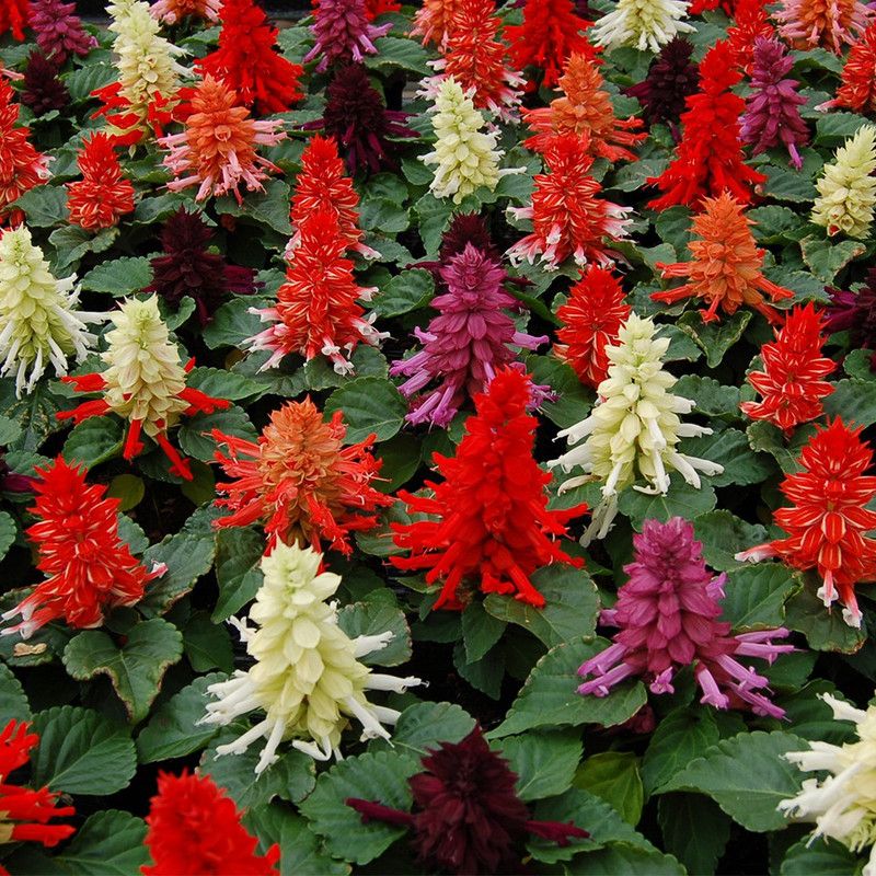 XOLDA Salvia mix Seed  (86 per packet)