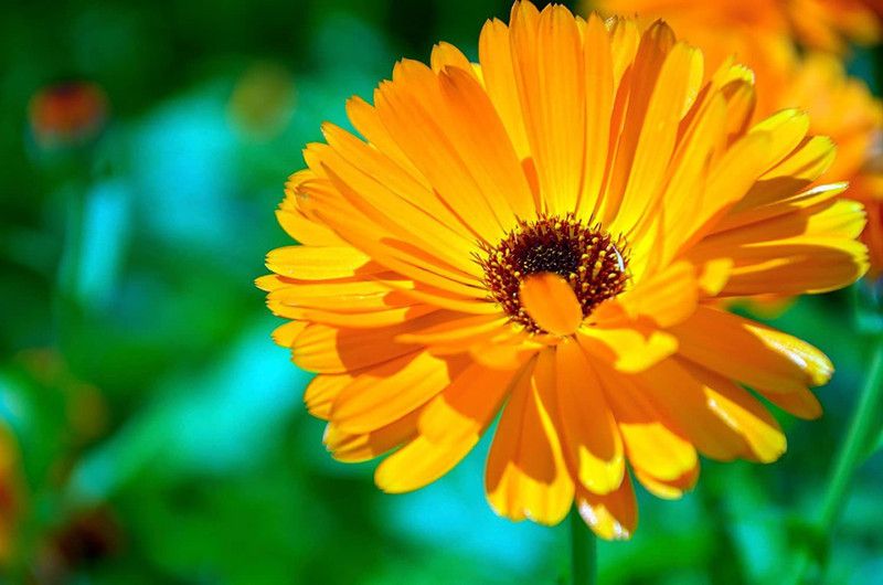 CYBEXIS Calendula Officinalis, Orange Gitana flower Seed  (1 g)