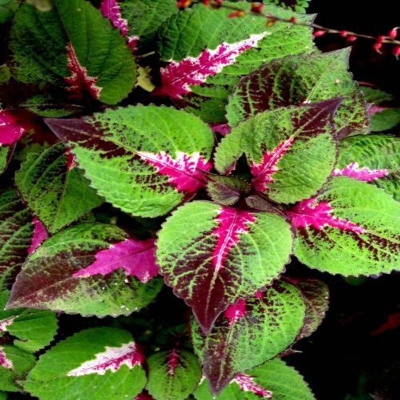 CYBEXIS Flower Seeds Coleus Painted Leaf Seed  (100 per packet)