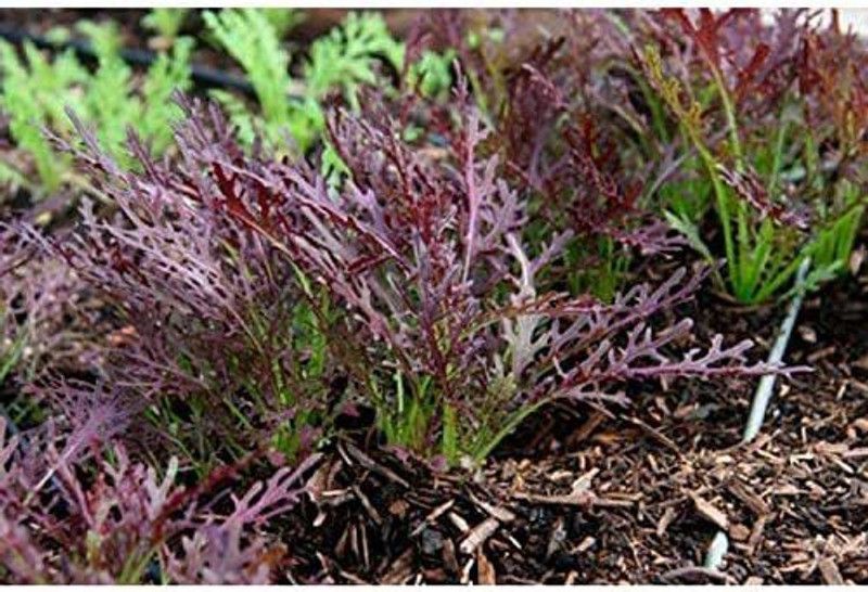 WILLVINE XL-915 Mizuna Mix Lettuce Salad Seed  (200 per packet)