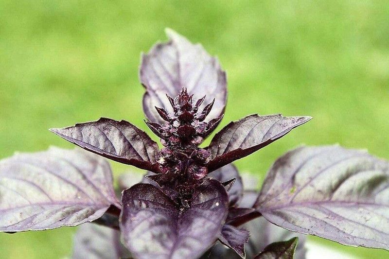 WILLVINE LXI-19 Basil Red Rubin Seeds Seed  (1000 per packet)