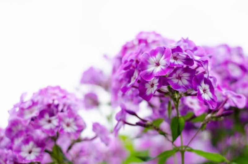 sporos Garden Phlox Mixed Seed  (20 per packet)