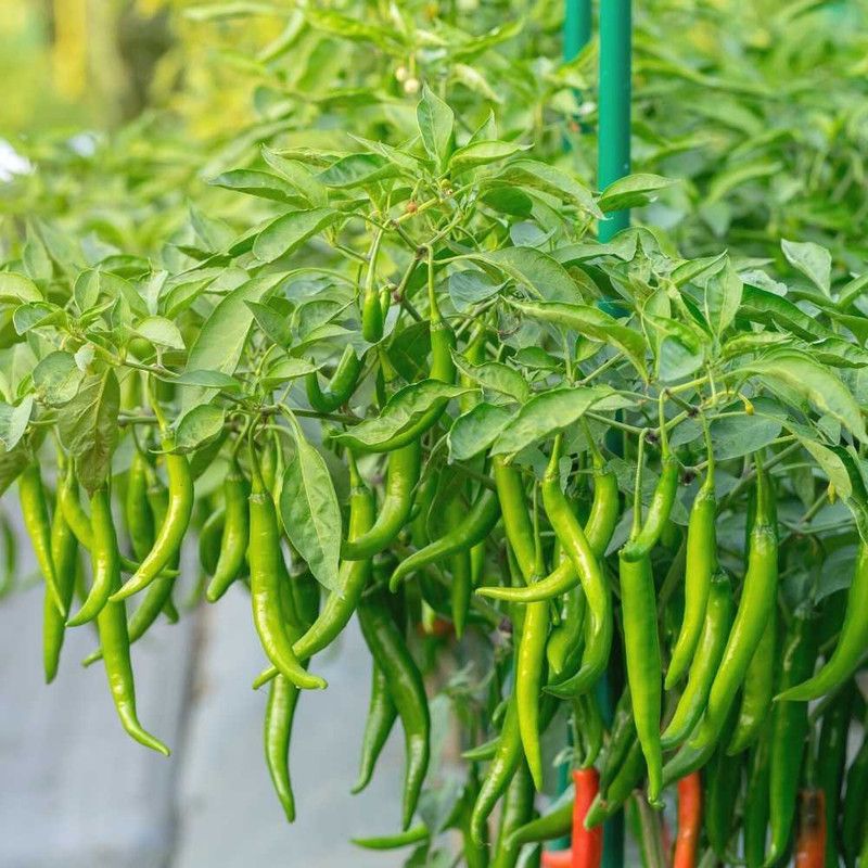 PMB Organic Chilli vasuda Seed  (28 per packet)