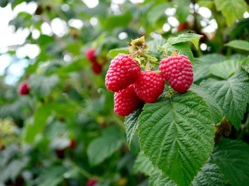 XOLDA Hybrid Raspberry Seed  (62 per packet)