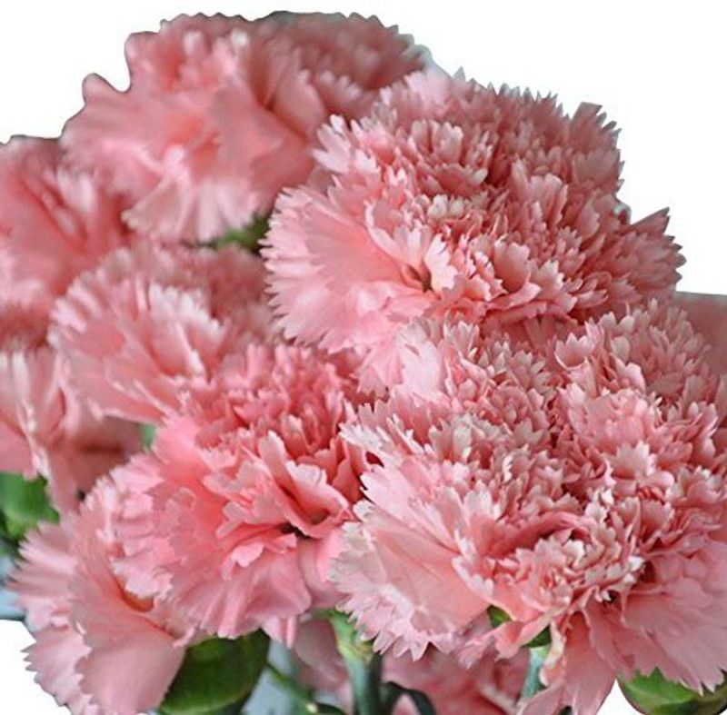 CYBEXIS Garden :Carnation Gaint Chaubad Seed  (50 per packet)
