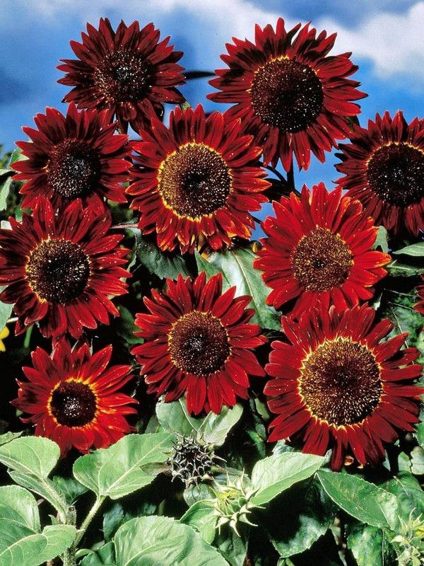KANAYA Sunflower Flower Tall Sungold GMO-Free Seed  (80 per packet)