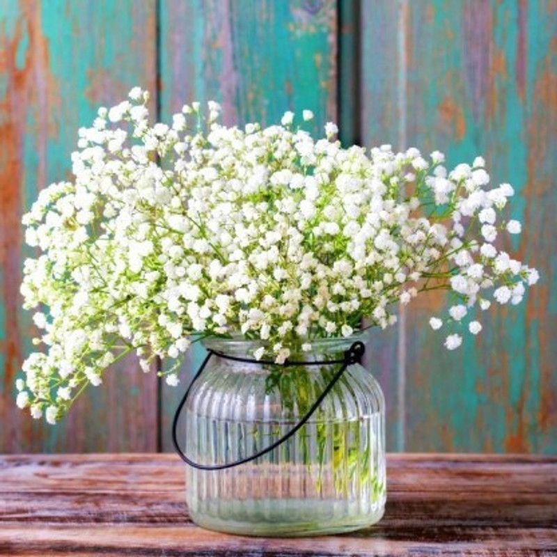 Paudha Gypsophila Flower Seed  (26 per packet)