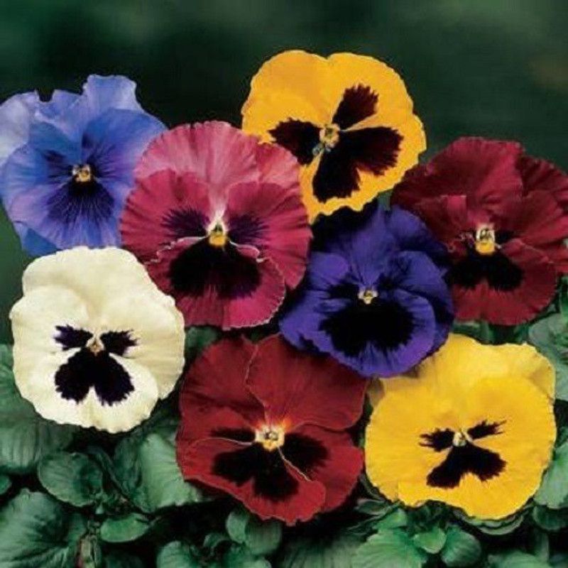 WILLVINE Pansy Mixed Color Seeds(120 Seeds) Seed  (120 per packet)