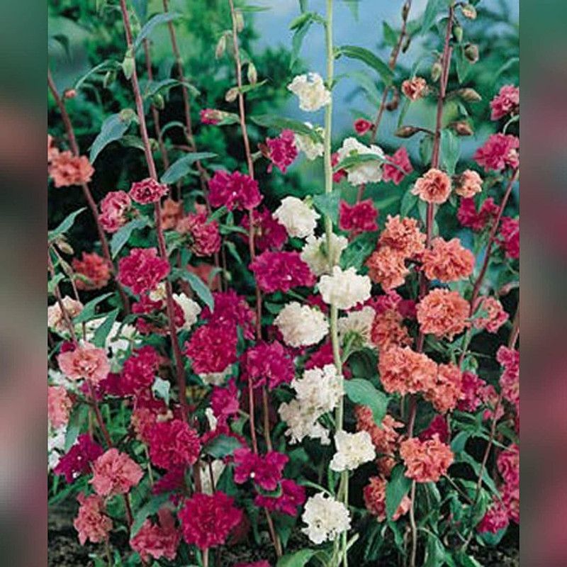 CYBEXIS Seeds : Clarkia Amoena Thick Flowering Seeds Seed  (1 g)