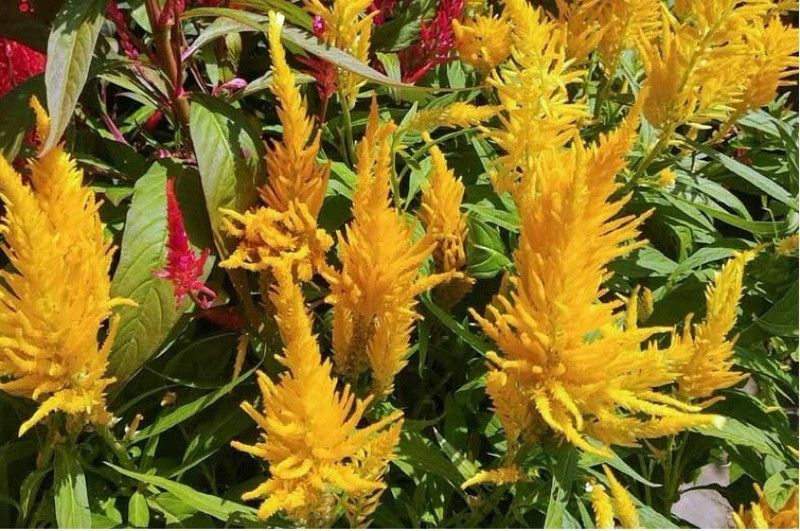 Nodoc Exotic celosia Seed  (33 per packet)