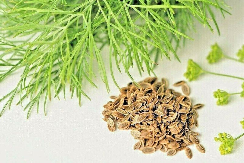 VibeX ® VLR-263 Dill Autumn Drought Tolerant Seed  (500 per packet)
