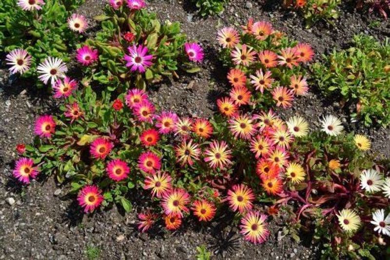 KANAYA Mesembryanthemum Flower Seed  (28 per packet)