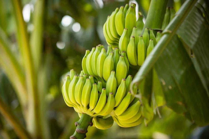 greenplanthub Banana Plant  (Hybrid, Pack of 1)
